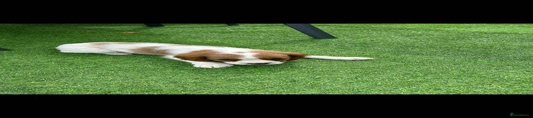 Cavalier King Charles Spaniel Puppy 2