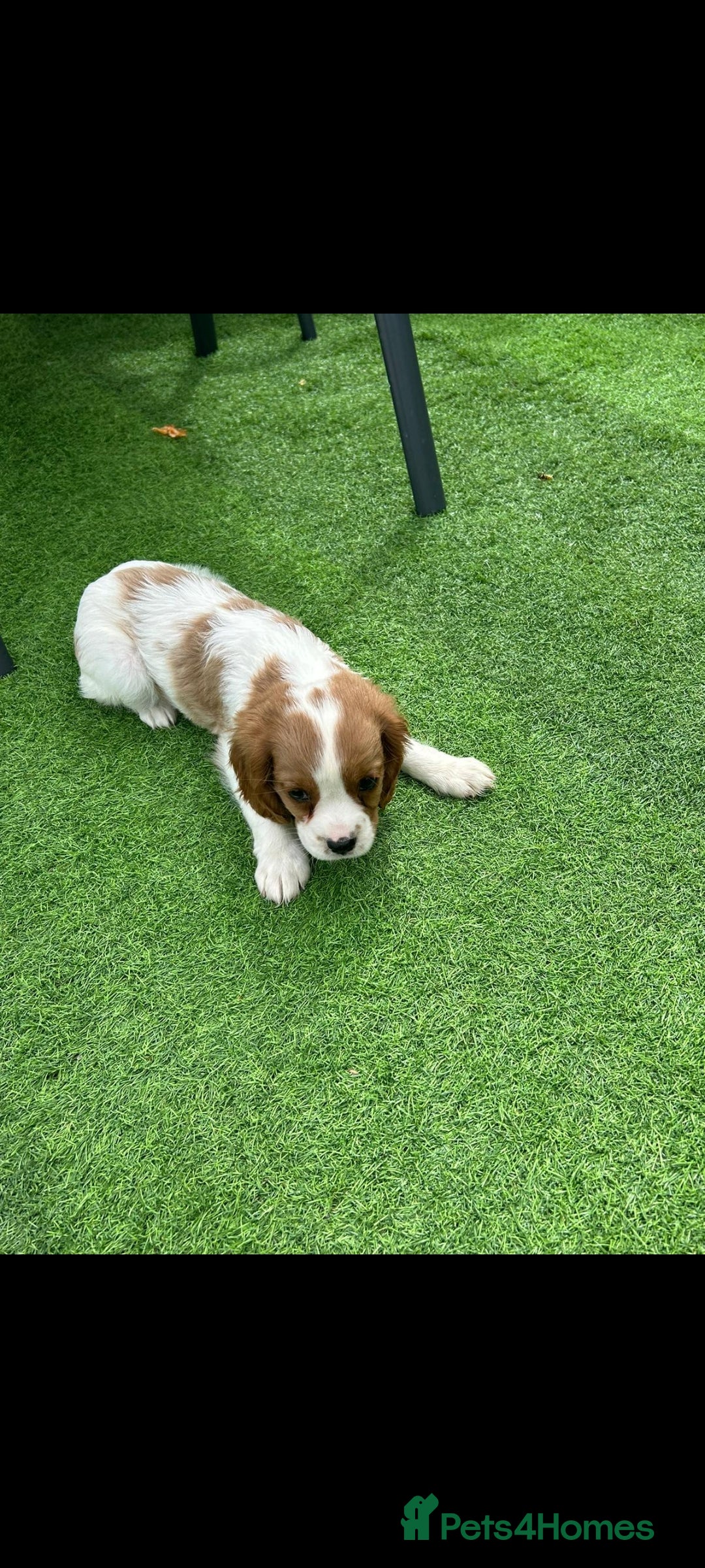 Cavalier King Charles Spaniel dogs for sale: King Charles cavalier last boys - Image 2