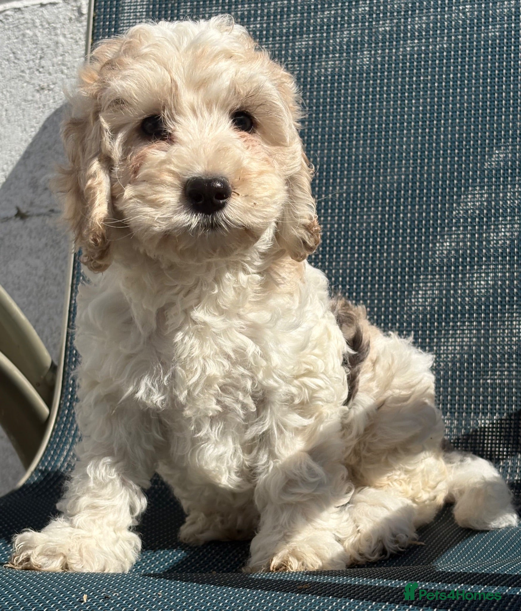 Cockapoo dogs F1 cockapoo puppies  - Advert 1