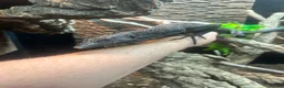 Monitor reptiles for sale: 3 year old Male Black Tree Monitor in Pontypridd - Advert 2