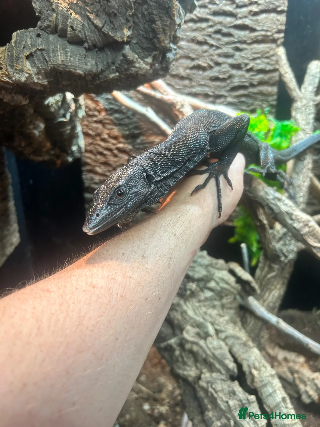 Monitor reptiles for sale: 3 year old Male Black Tree Monitor in Pontypridd - Advert 2