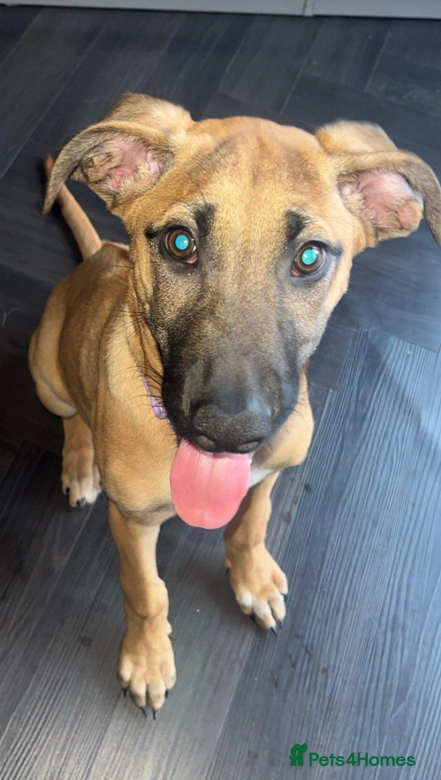 Mixed Breed dogs Female ridgeback x Dutch hearder - Advert 5