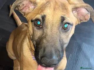 Mixed Breed dogs Female ridgeback x Dutch hearder - Advert 1