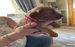 Cockapoo dogs for sale: * health tested through parentage*F1 Cockapoo - Image 14