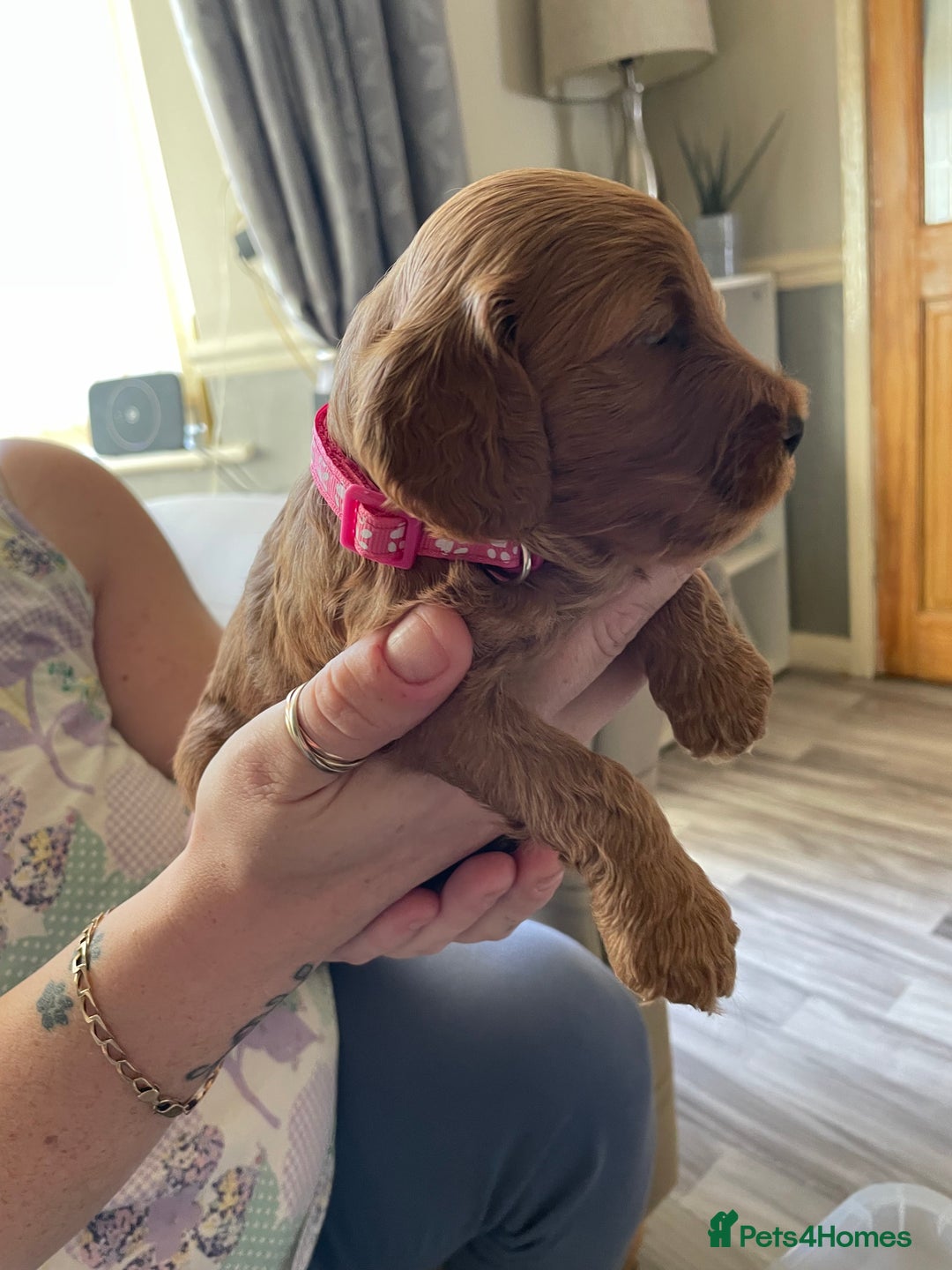 Cockapoo dogs for sale: * health tested through parentage*F1 Cockapoo - Image 14