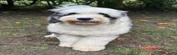 Old English Sheepdog dogs for stud: Unique midi sheepadoodle hybrid stud  - Advert 18