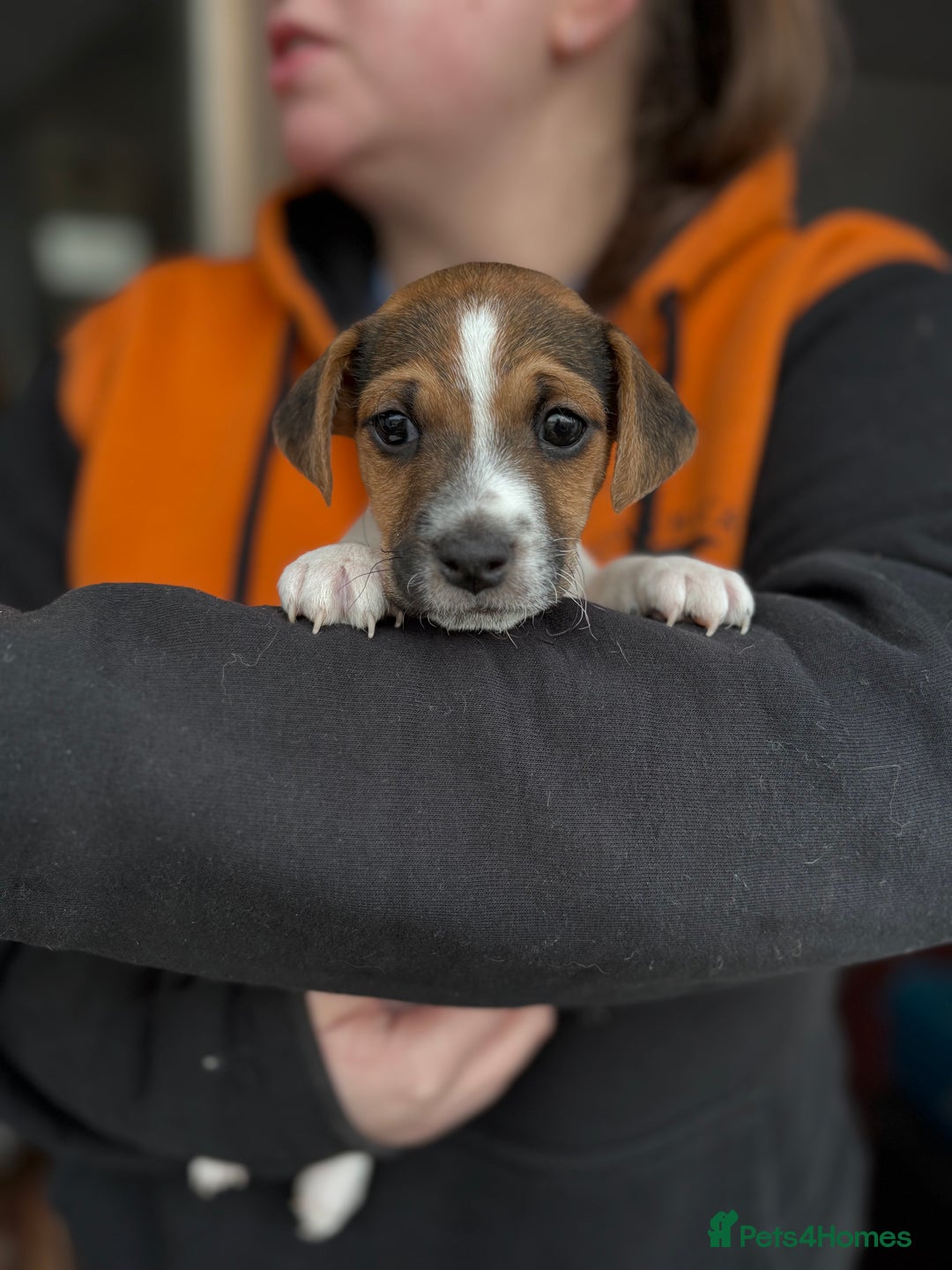 Jack Russell dogs for sale: Jack Russell puppies  - Advert 6