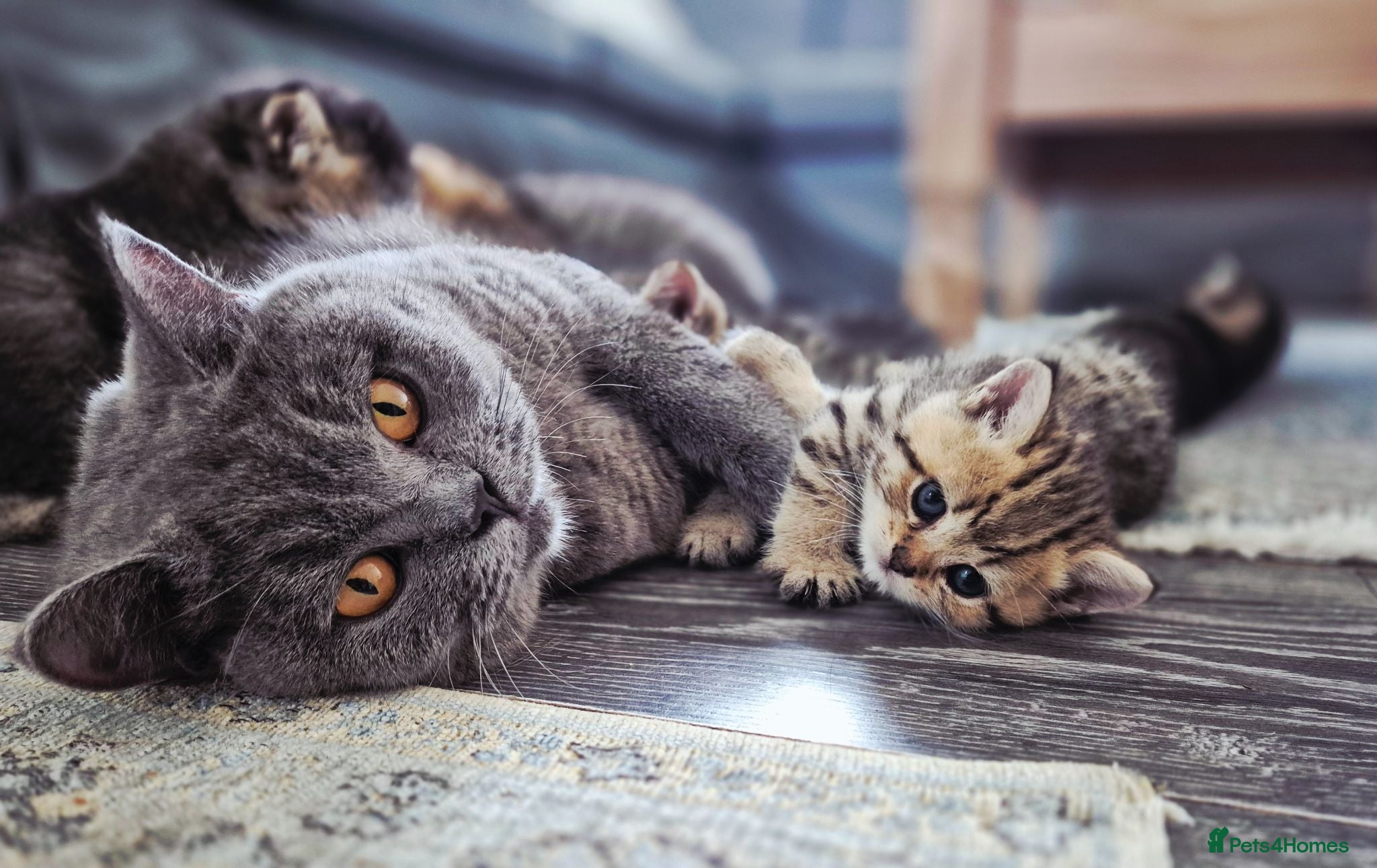 British Shorthair cats Champion bloodline, Health tested,Pedigree BSH - Advert 18