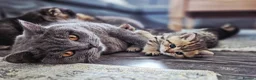 British Shorthair cats for sale: Champion bloodline, Health tested,Pedigree BSH - Advert 6