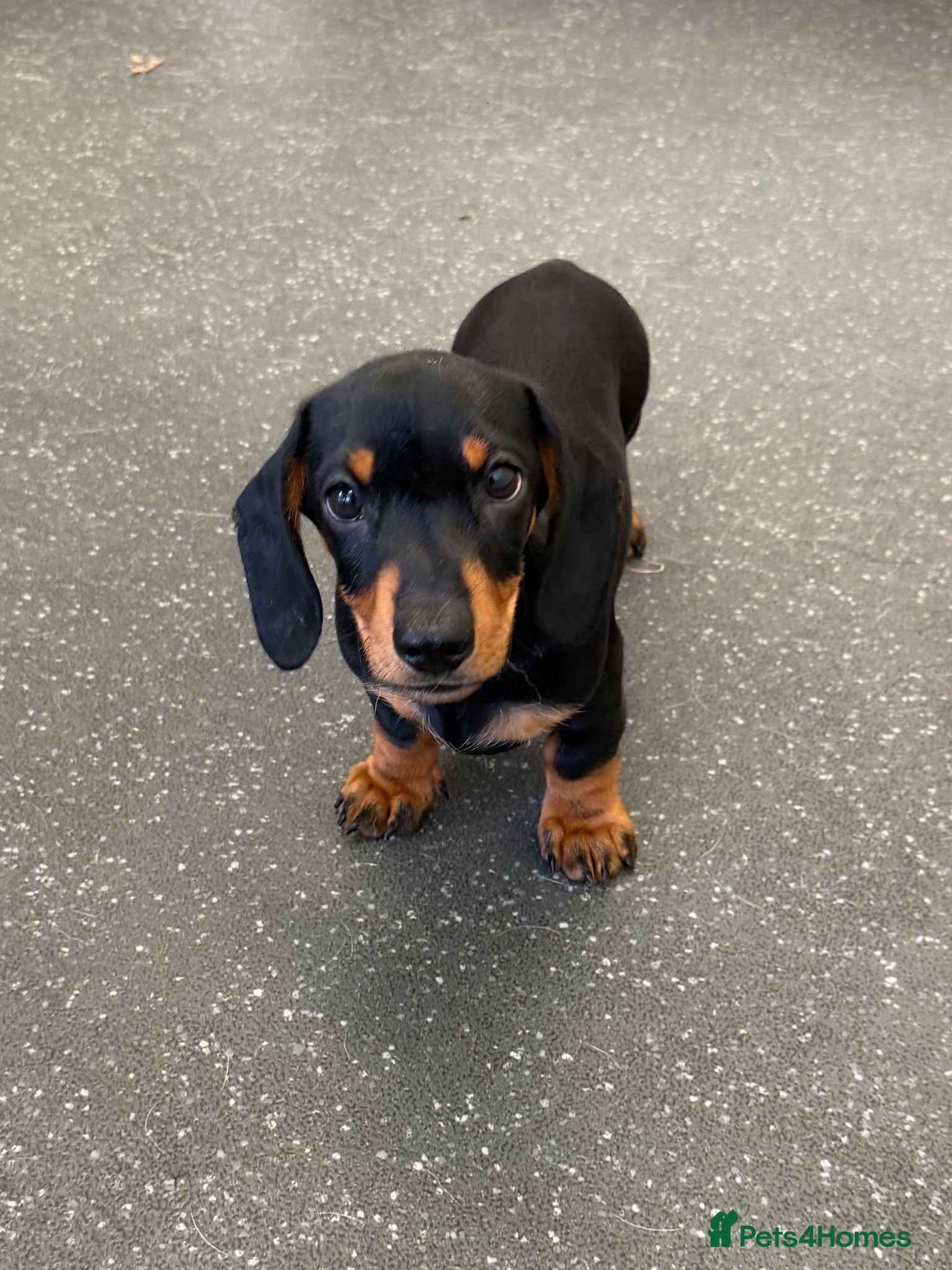 Miniature Dachshund dogs 1 male Kc reg pra clear mini smooth - Advert 8