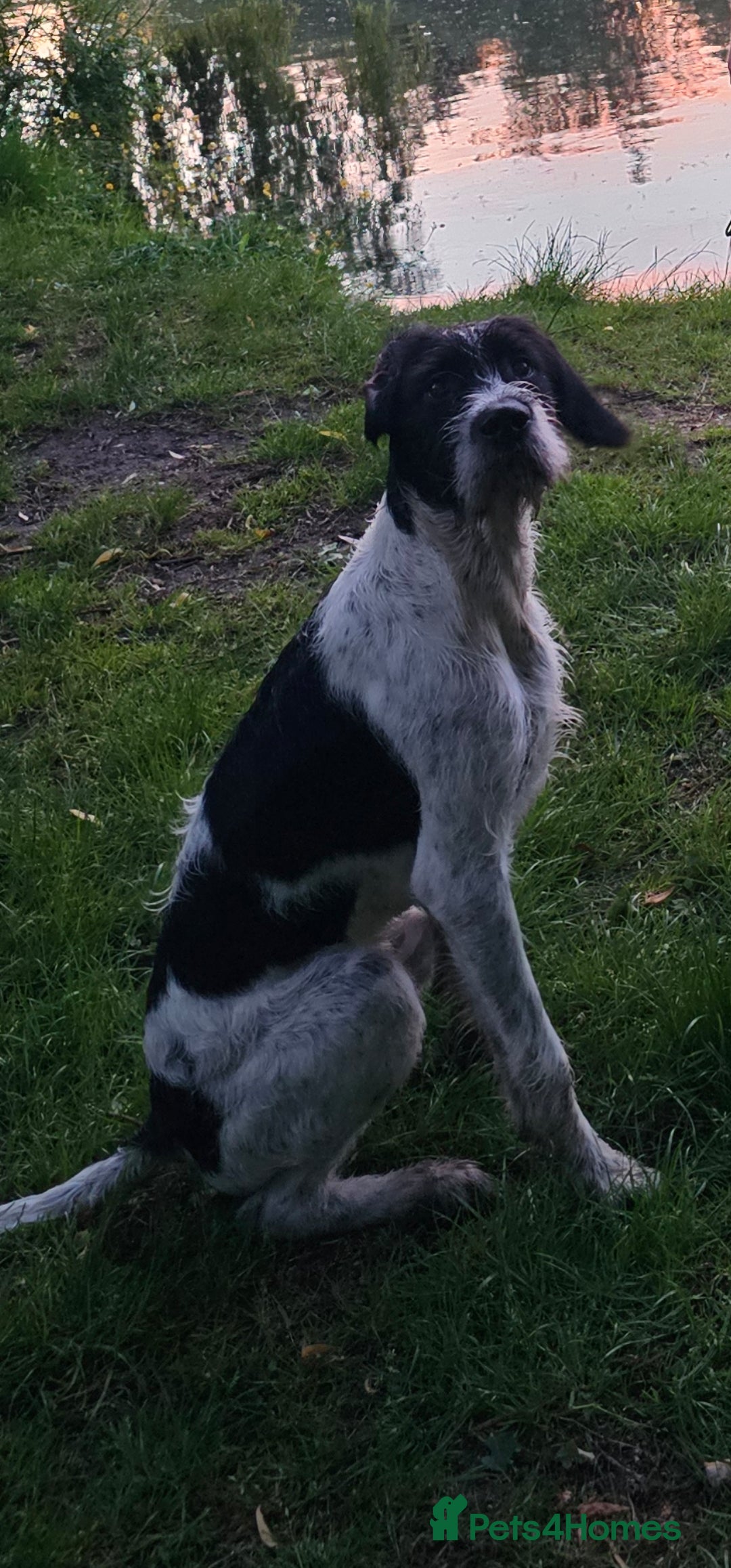 German Wirehaired Pointer dogs for stud: Bruce - Stud - Image 1