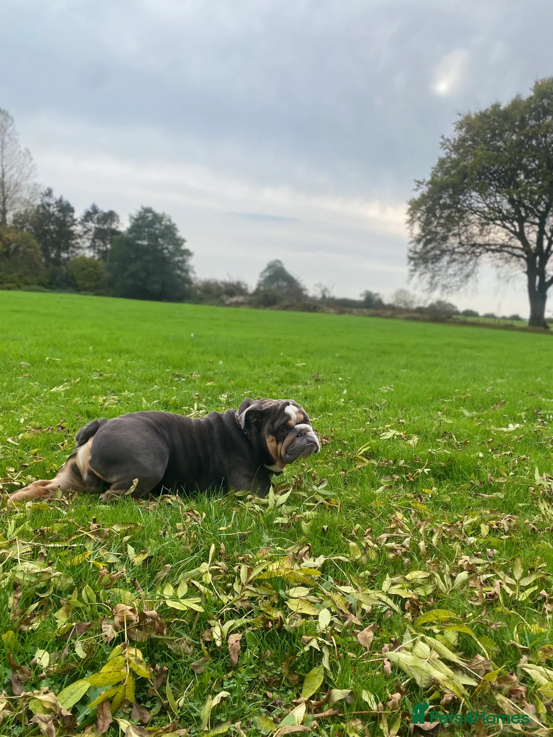 English Bulldog dogs for stud: English Bulldog Stud – Exceptional Temperament - Advert 5