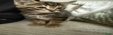 Kitten 1