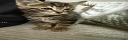 Mixed Breed cats for sale: 2 tebby’s kittens for sale - Advert 3