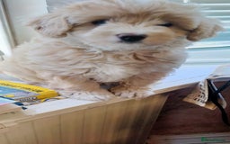 Cavachon dogs for sale:  🐾 Cavapoochon Puppies! 🐾 - Image 22