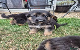 German Shepherd dogs for sale: Last German Shepherd girl remaining  - Image 11