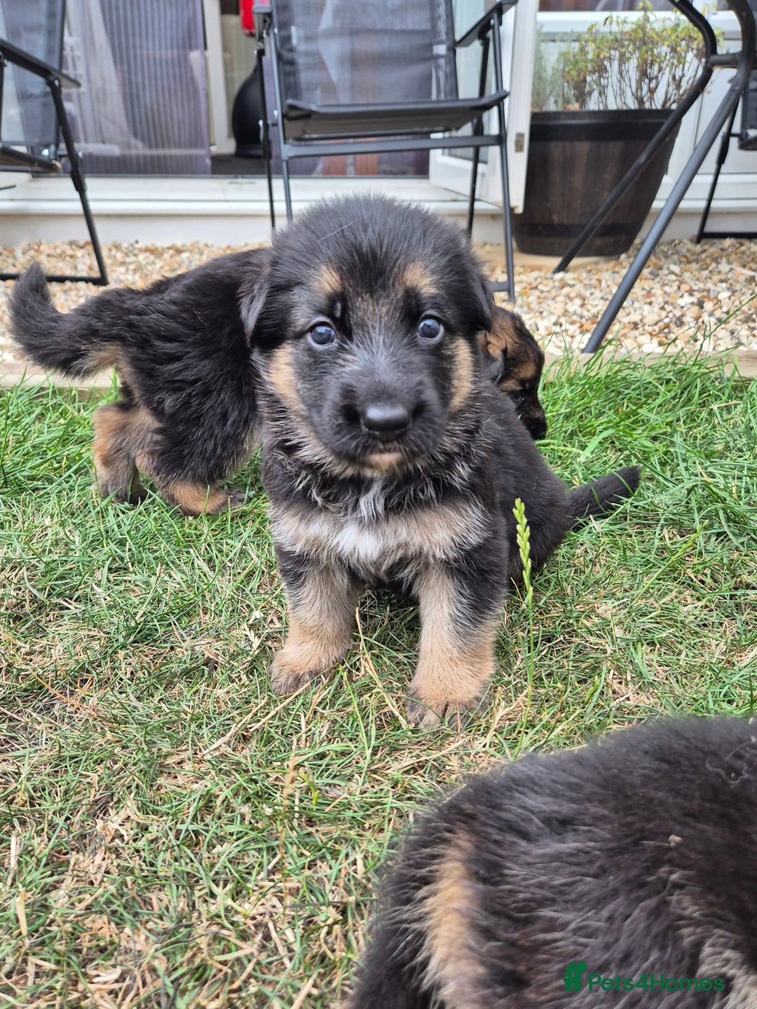 German Shepherd dogs for sale: Last German Shepherd girl remaining  - Image 11