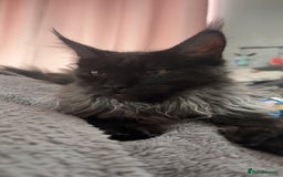 Maine Coon cats for sale: beautiful mainecoon sisters  - Image 8
