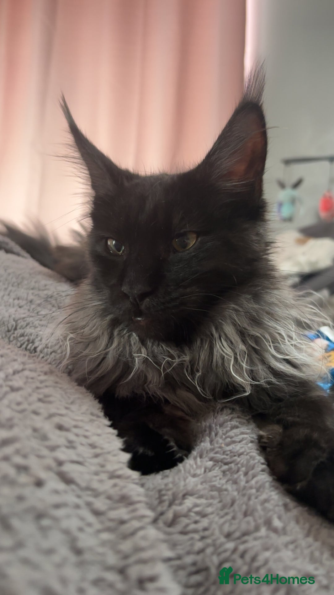 Maine Coon cats for sale: beautiful mainecoon sisters  - Image 8