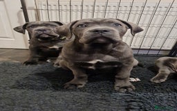 Cane Corso dogs for sale: Cane Corso pups for sale  - Advert 3