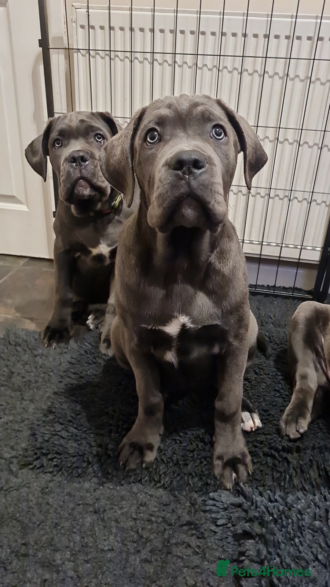 Cane Corso dogs for sale: Cane Corso pups for sale  - Advert 3
