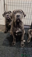 Cane Corso dogs Cane Corso pups for sale - Advert 3