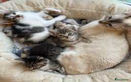Mixed Breed cats for sale: Last half bengal baby boy 💕 - Image 12