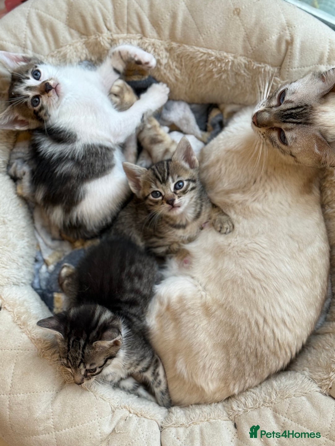 Mixed Breed cats for sale: Last half bengal baby boy 💕 - Image 12