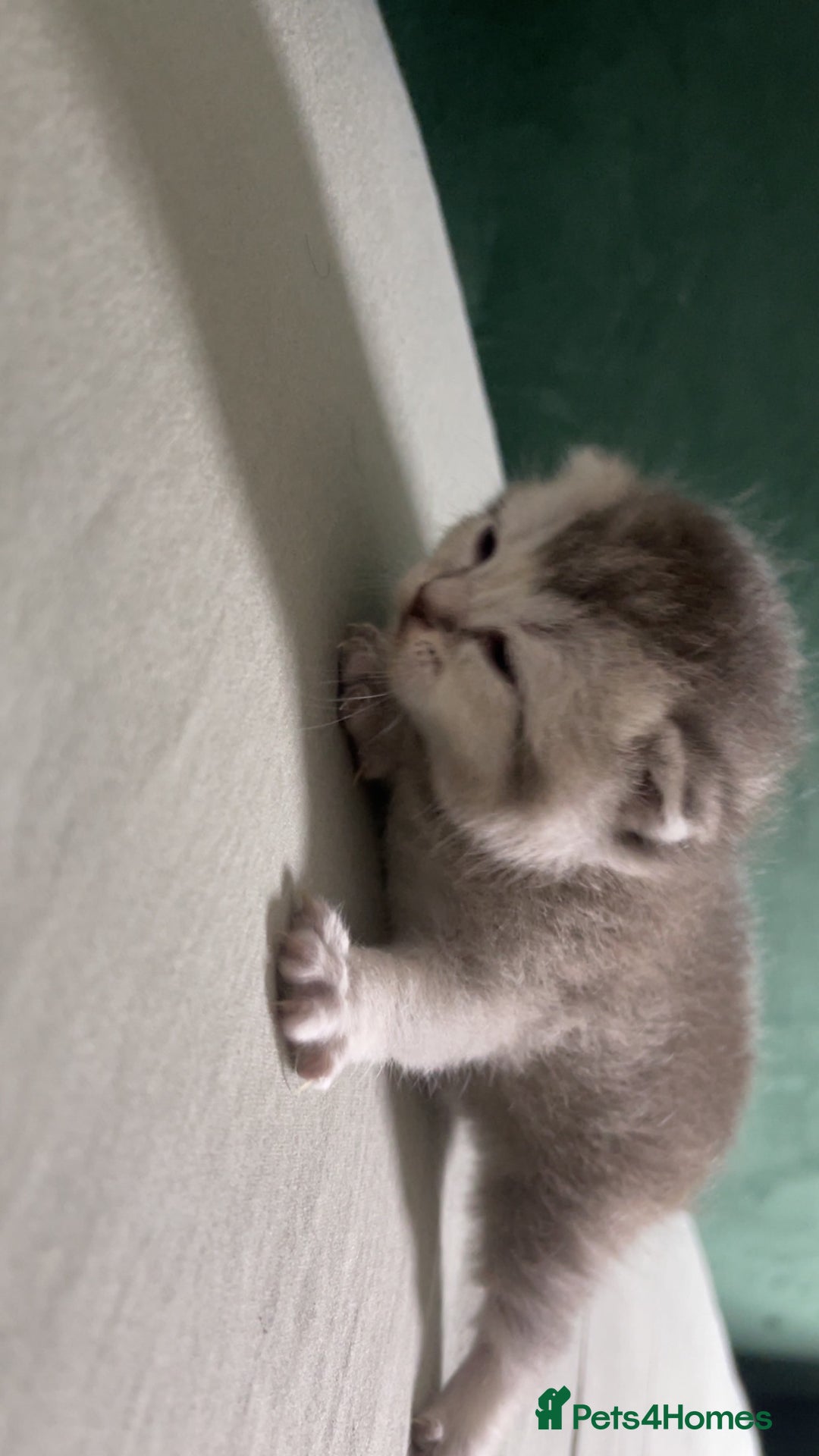 British Shorthair cats for sale: British Shorthair Kittens - Image 4