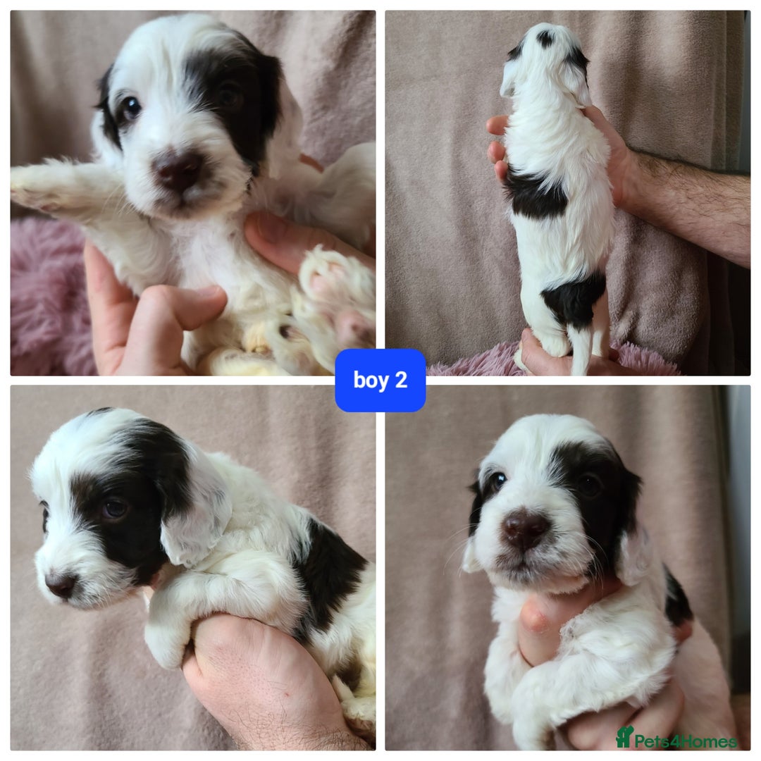 Cockapoo dogs for sale: F1 cockapoos. DNA Health Tested. Chocolate Parti - Advert 11