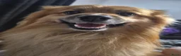 Pomeranian dogs for sale: Fox face pomeranians - Advert 9