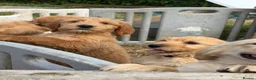Goldendoodle dogs for sale: Goldendoodle pups Born 25 March 2026 - Advert 10