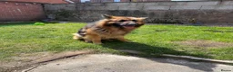 German Shepherd dogs for sale: 2 German Shepherd Brothers - Advert 1