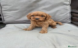 Cavapoo dogs for sale: Beautiful f1b cavapoo puppies  - Image 7
