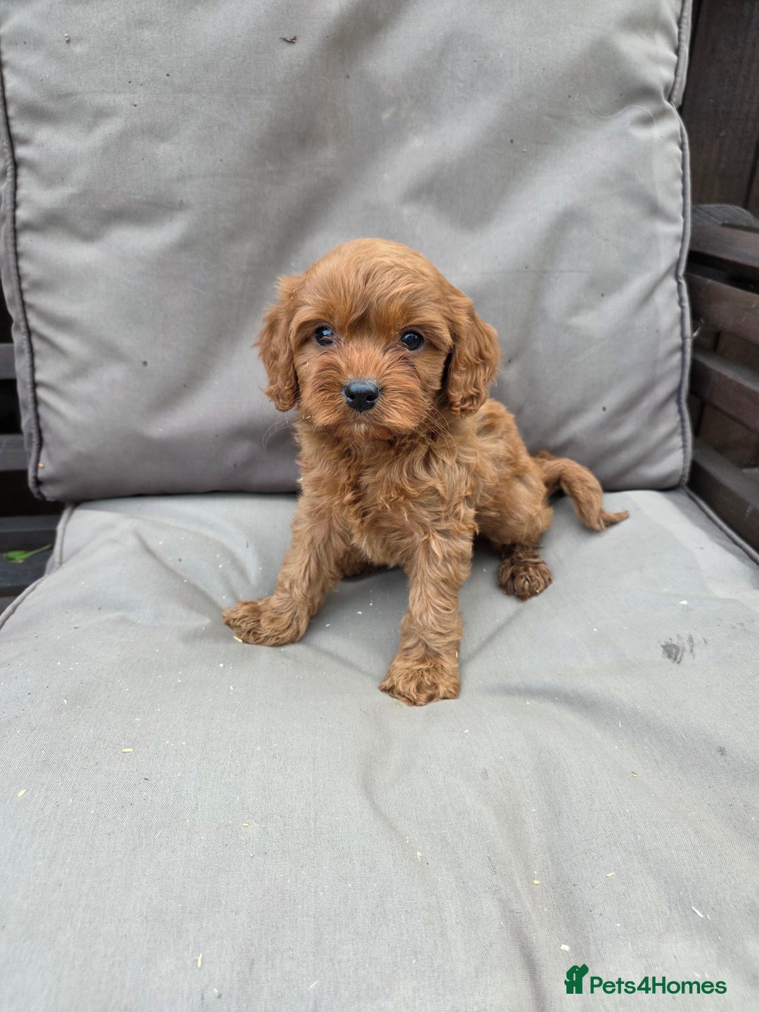 Cavapoo dogs for sale: Beautiful f1b cavapoo puppies  - Image 7