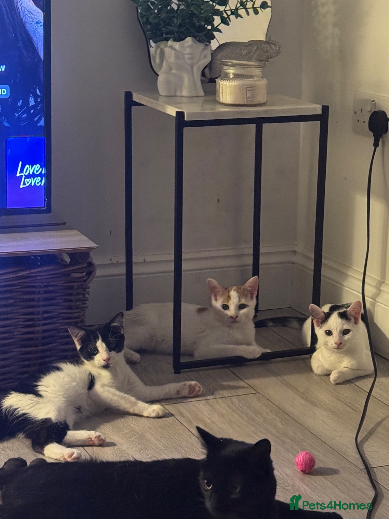 Mixed Breed cats 4 kittens looking for a loving home - Advert 1