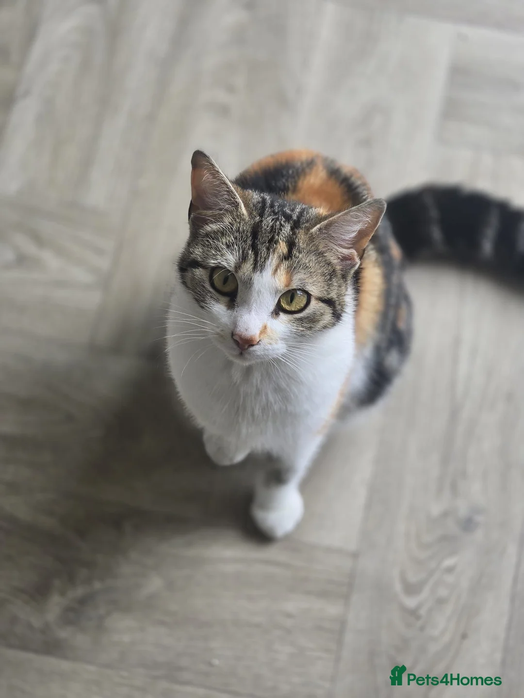 Mixed Breed cats for sale: 4 beautiful kittens - Advert 5