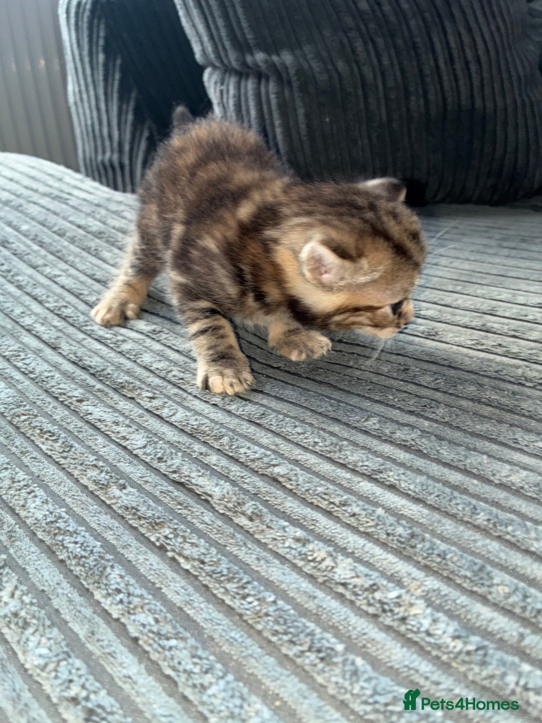 Mixed Breed cats for sale: Cute kittens awaiting a loving forever home  - Image 14