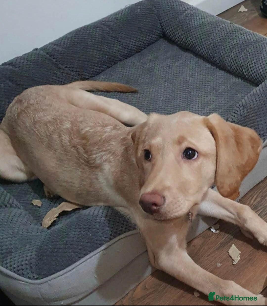 Labrador Retriever dogs Beautiful Tia Seeking Her Forever Home 💛 - Advert 1