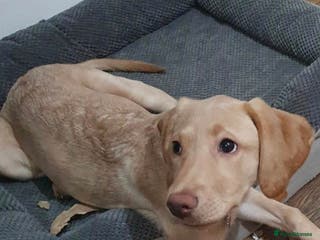 Labrador Retriever dogs Beautiful Tia Seeking Her Forever Home 💛 - Advert 4