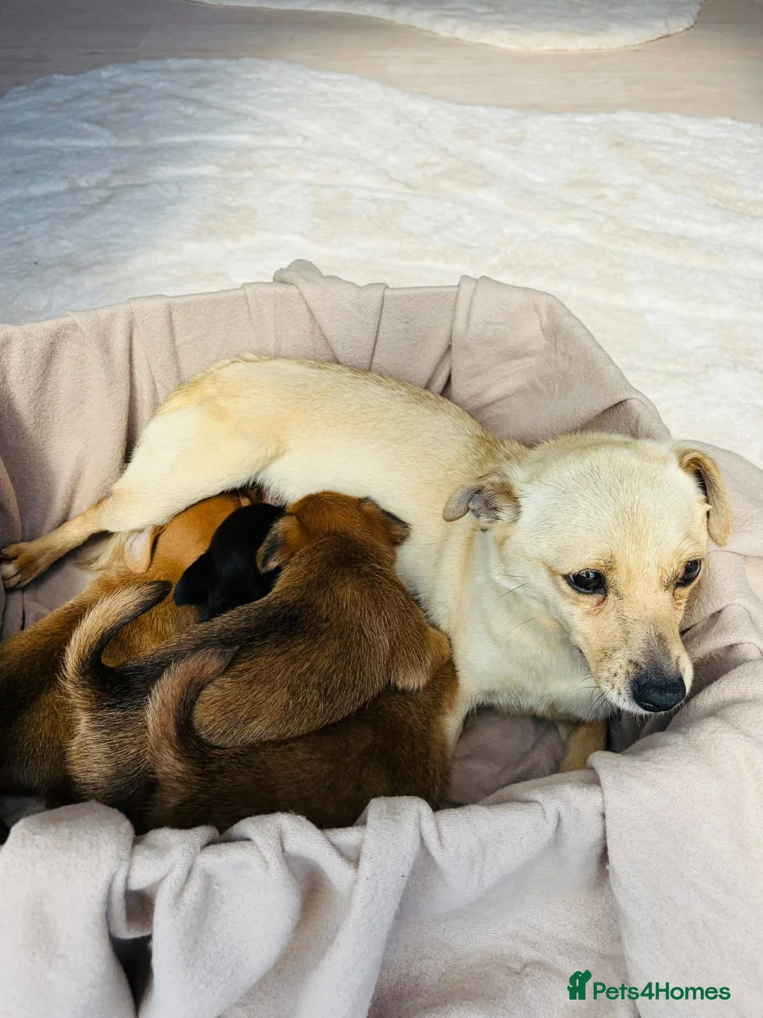 Patterjack dogs for sale: Beautiful patterjack puppies  - Advert 2