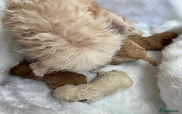 Cavapoo dogs for sale: Adorable Cavapoo Puppies - Parents Health Tested - Image 18