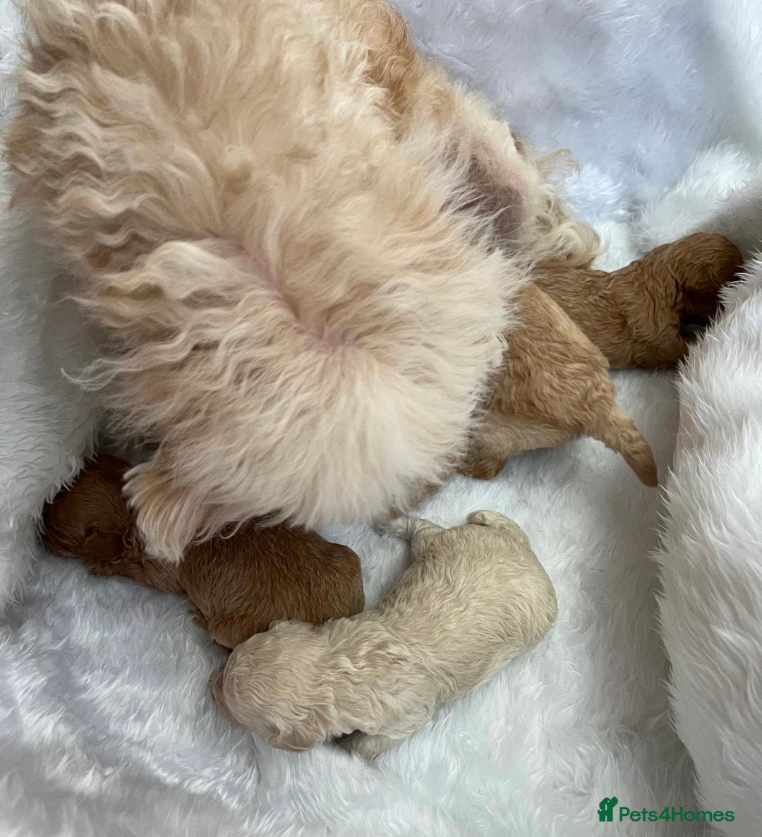 Cavapoo dogs for sale: Adorable Cavapoo Puppies - Parents Health Tested - Image 18