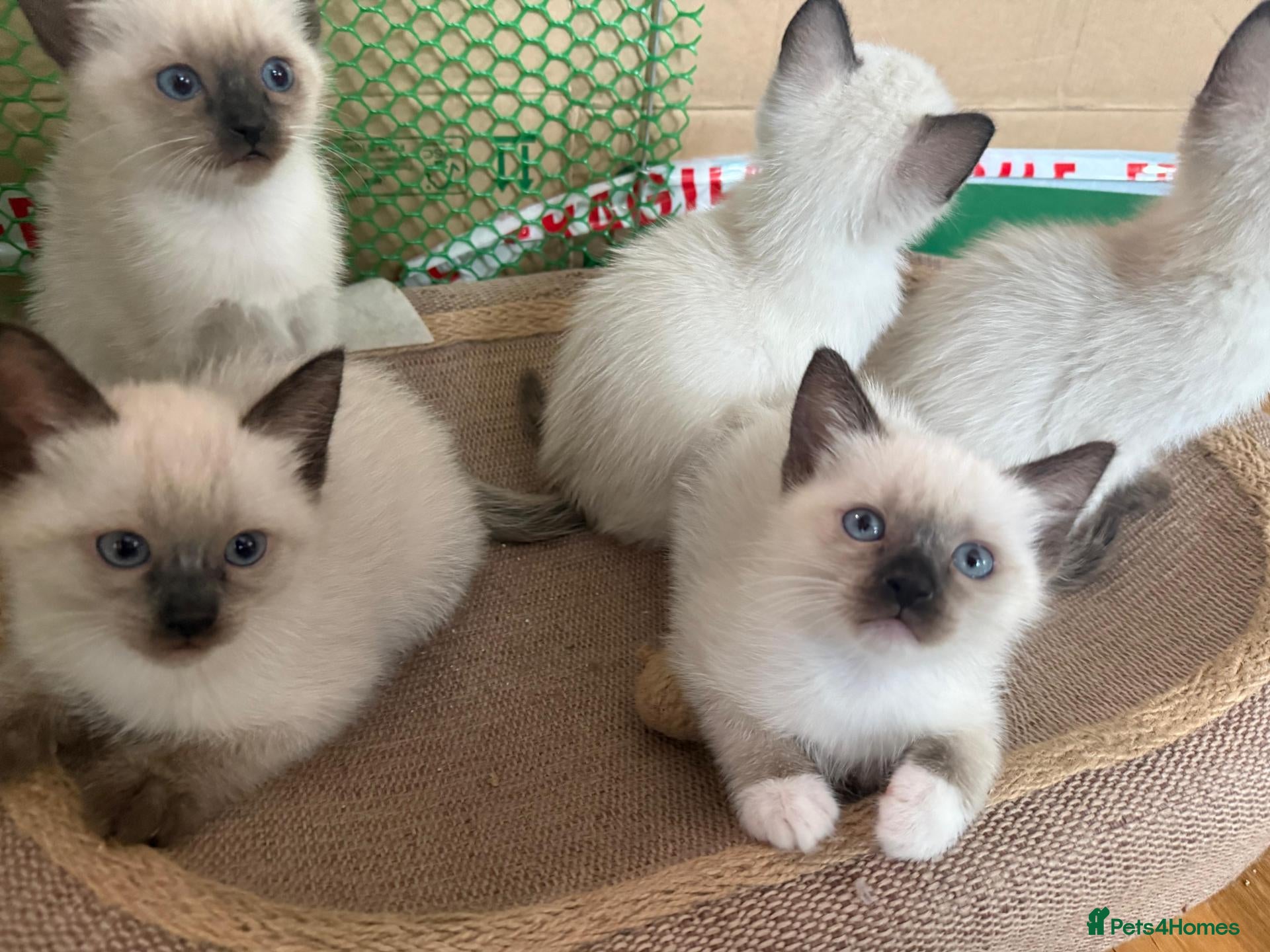 Siamese cats Siamese Old style Choco point crossed with Ragdoll - Advert 2