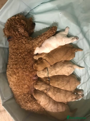 Mixed Breed dogs - Advert 2