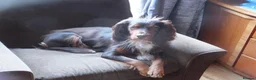 Cocker Spaniel dogs for sale: Working Cocker Spaniels - Advert 3