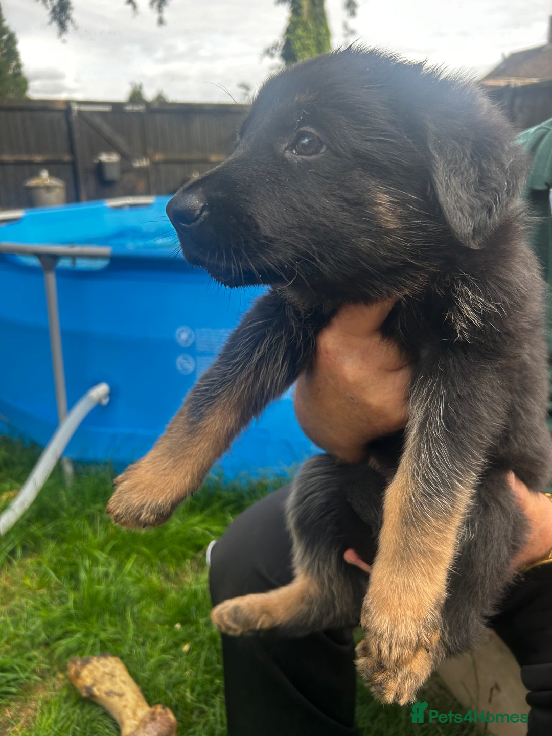 German Shepherd dogs for sale: German shepherd puppies  - Image 8