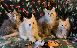 Maine Coon cats for sale: Maine Coon Kittens TICA  - Image 3