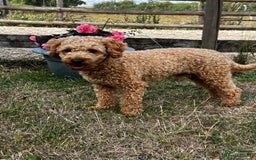 Toy Poodle dogs for stud: KC Registered Red Toy Poodle Fully DNA Tested in Radstock - Image 28