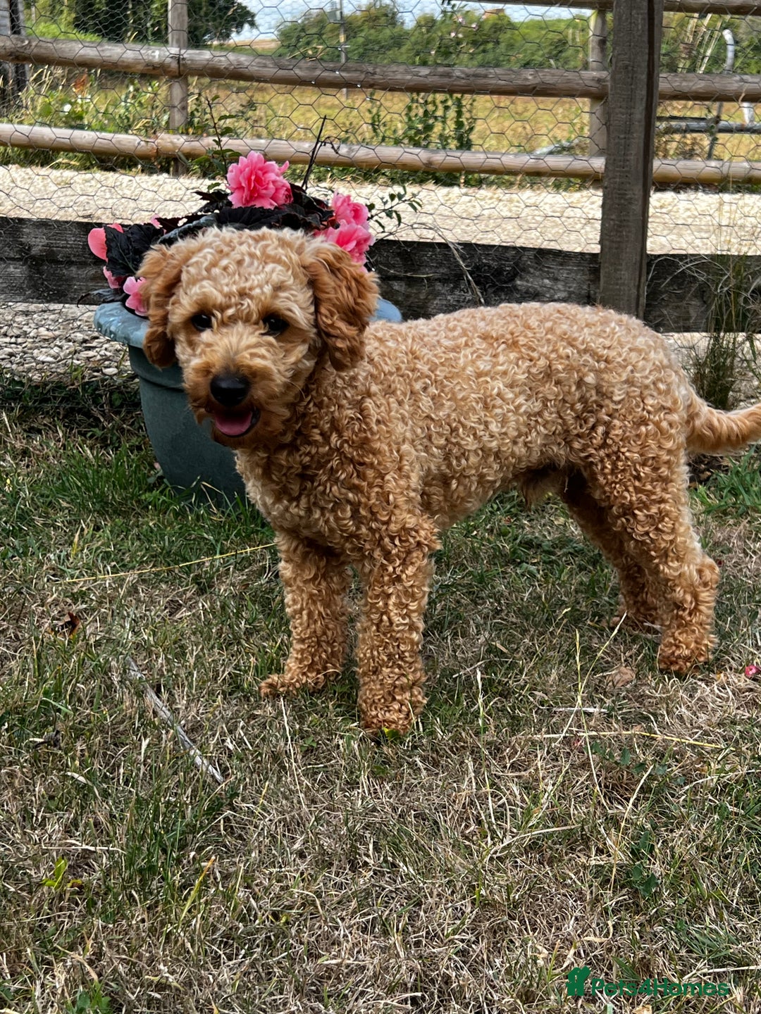 Toy Poodle dogs for stud: KC Registered Red Toy Poodle Fully DNA Tested in Radstock - Image 28